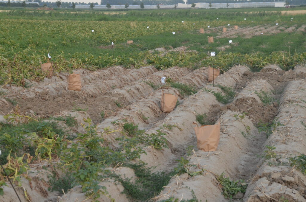 Sampling of a potato trial to determine potato quality