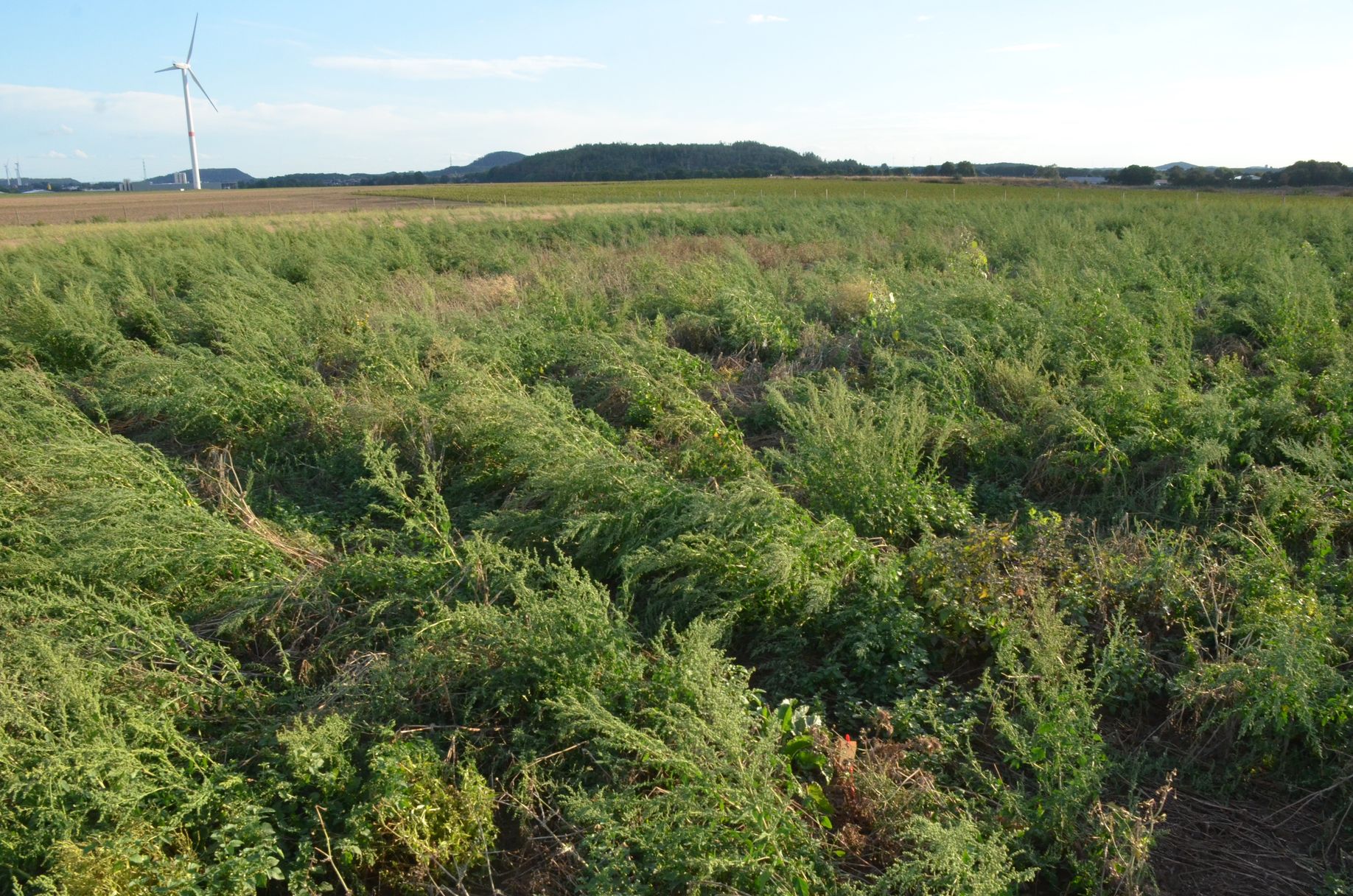 Many diverse weeds have already been removed from large areas of the fields due to competition and the high nutrient input.