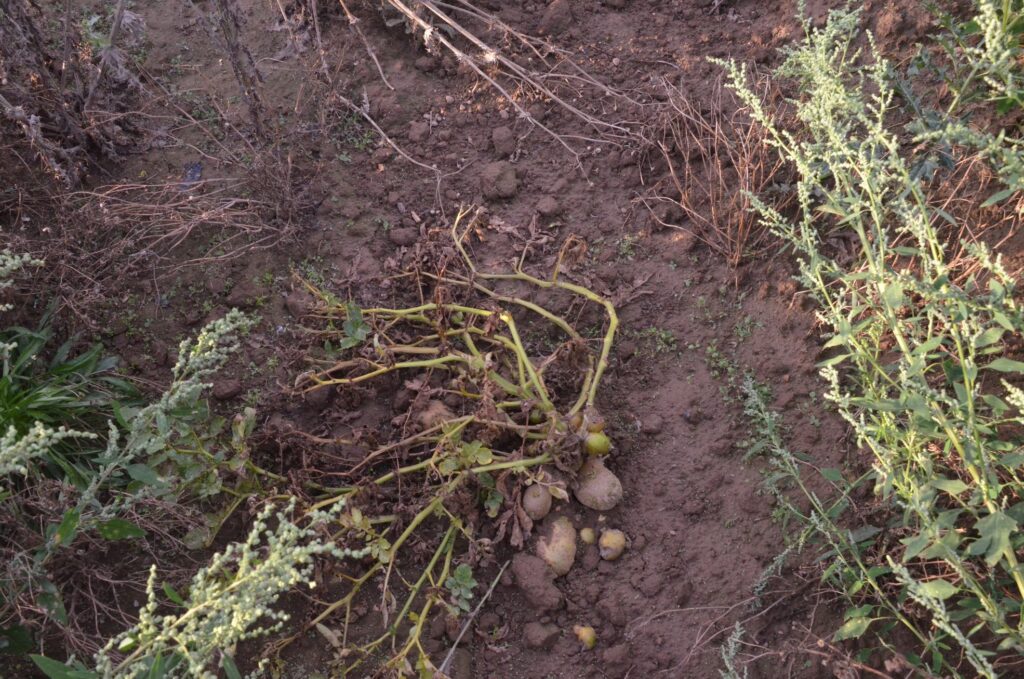 Selbstbegrünung mit durchwachsenen Kartoffelpflanzen auf einem landwirtschaftlichen Feld. Auch crop.zone setzt genauso wie die Landwirte auf die Übernahme von Verantwortung.