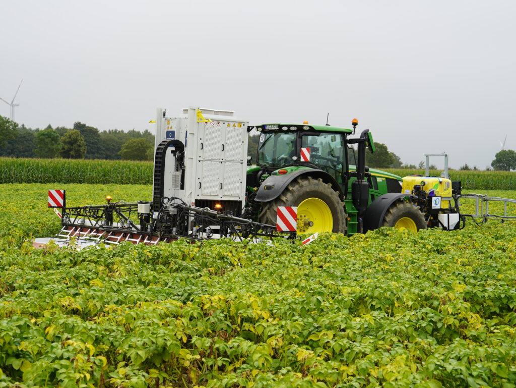 Proper siccation ensures that the tubers reach full maturity and are easier to harvest.