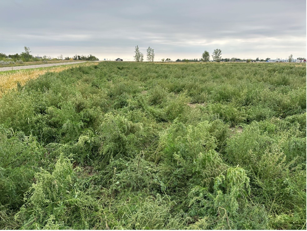 Resistant weeds and grasses can spread quickly across fields and threaten yields when herbicides with the same mode of action are used repeatedly.