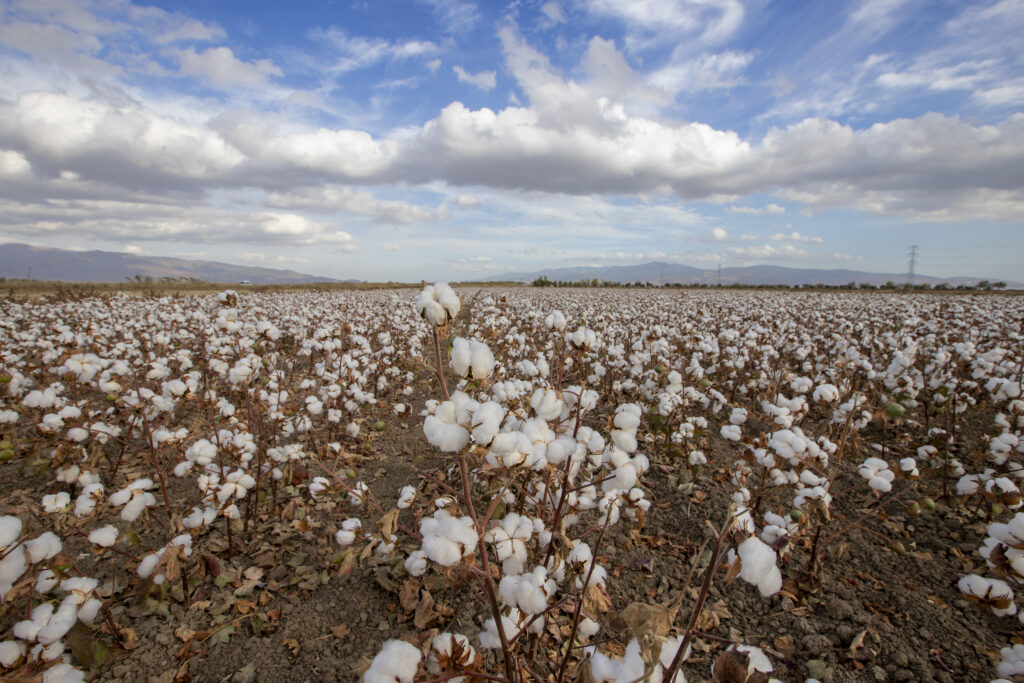 Leaf Drop: Enhancing Cotton Boll Maturity