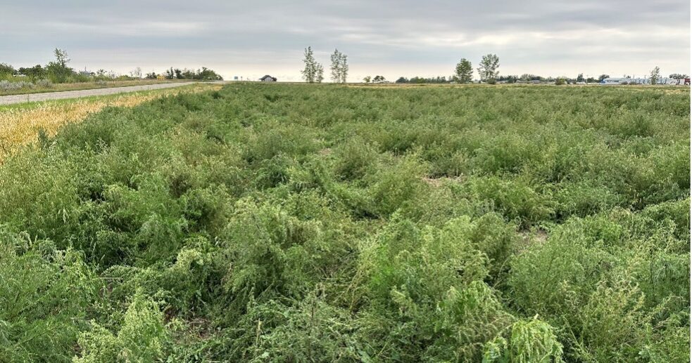 Green Manure in Arable Farming: Enhancing Soil Health