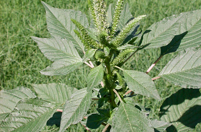 Amaranthus palmeri