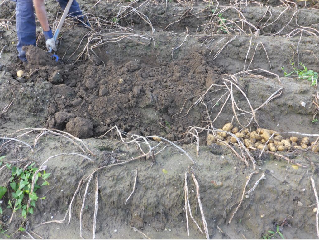 In potato cultivation, targeted crop protection measures play a central role in securing yield and quality. In addition to combating diseases like late blight, weed and pest control are significant challenges.