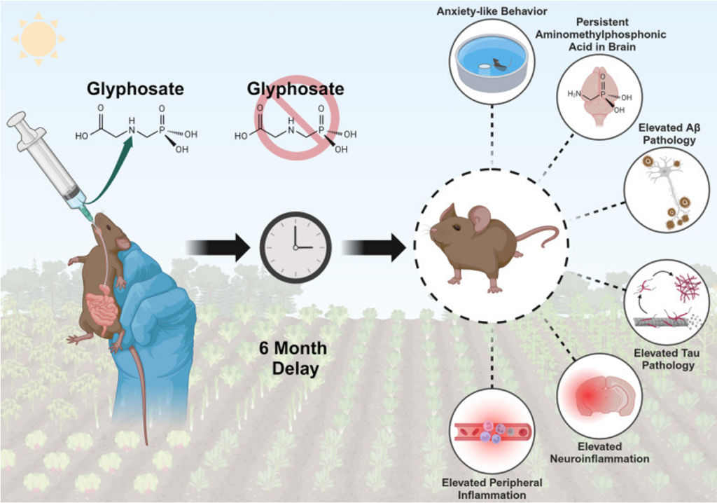 A new study shows that glyphosate triggers Alzheimer's-like neuroinflammation in mice, which is still visible after 6 months. The mice are not only affected as test animals and model organisms for humans, but also directly. This is because in the field (and not only) they eat the highly contaminated grains after siccation, which are not analysed for residues.