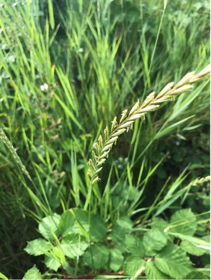 Das Welsche Weidelgras  (Lolium multiflorum)