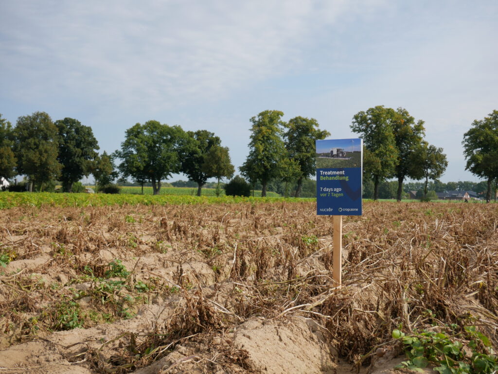 Feld mit Kartoffelpflanzen, die 7 Tage nach der Sikkation mit crop.zone sichtbar eingetrocknet sind. Der Boden bleibt intakt und gut durchlüftet.